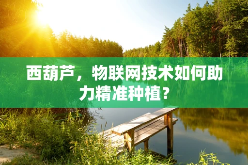 西葫芦，物联网技术如何助力精准种植？